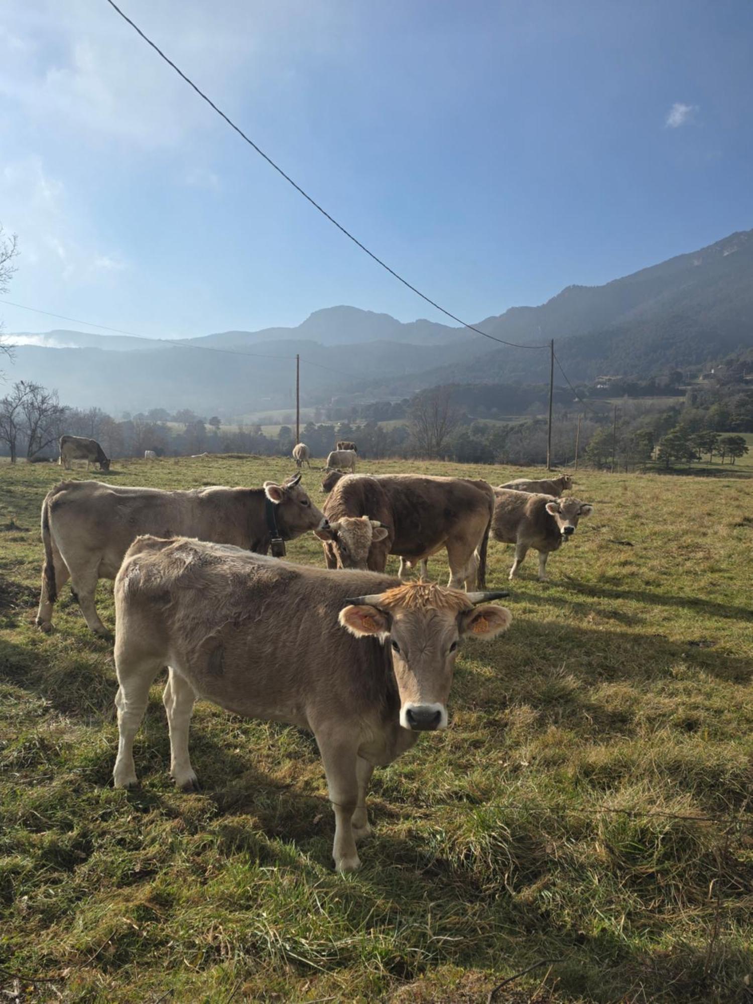 Complex Rural Can Caubet Berga Bagian luar foto